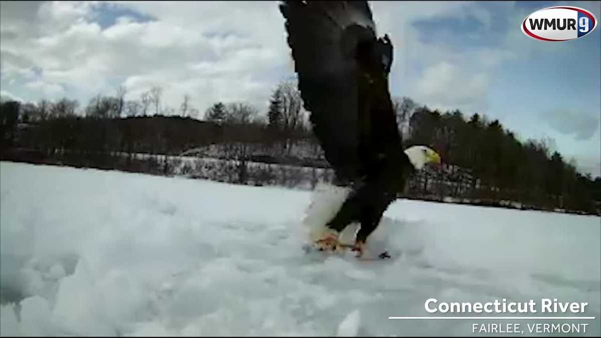 Wow! Video shows bald eagle snatching ice fisherman's catch