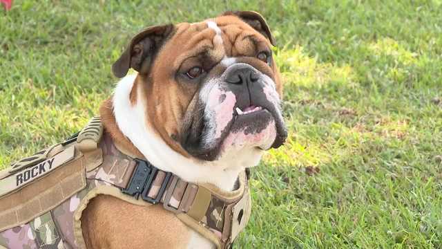 Fort Stewart’s four-legged hero: bulldog mascot 'Rocky' brings spirit to 3rd Infantry Division