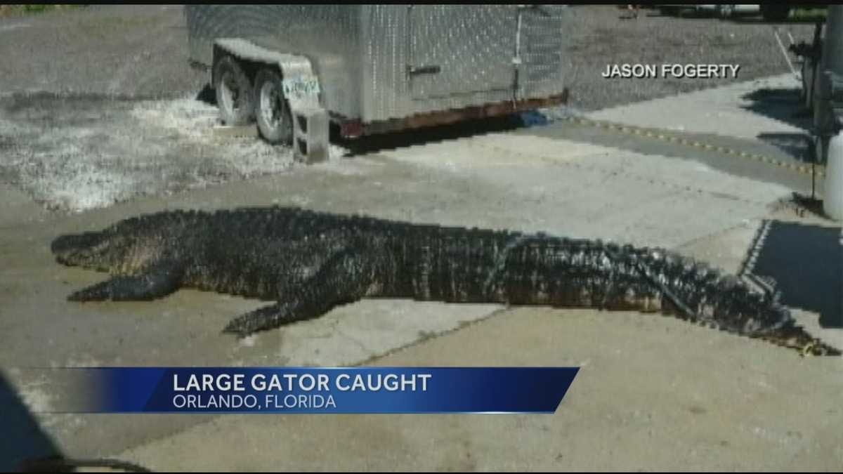 another-giant-alligator-was-caught-in-florida-recently