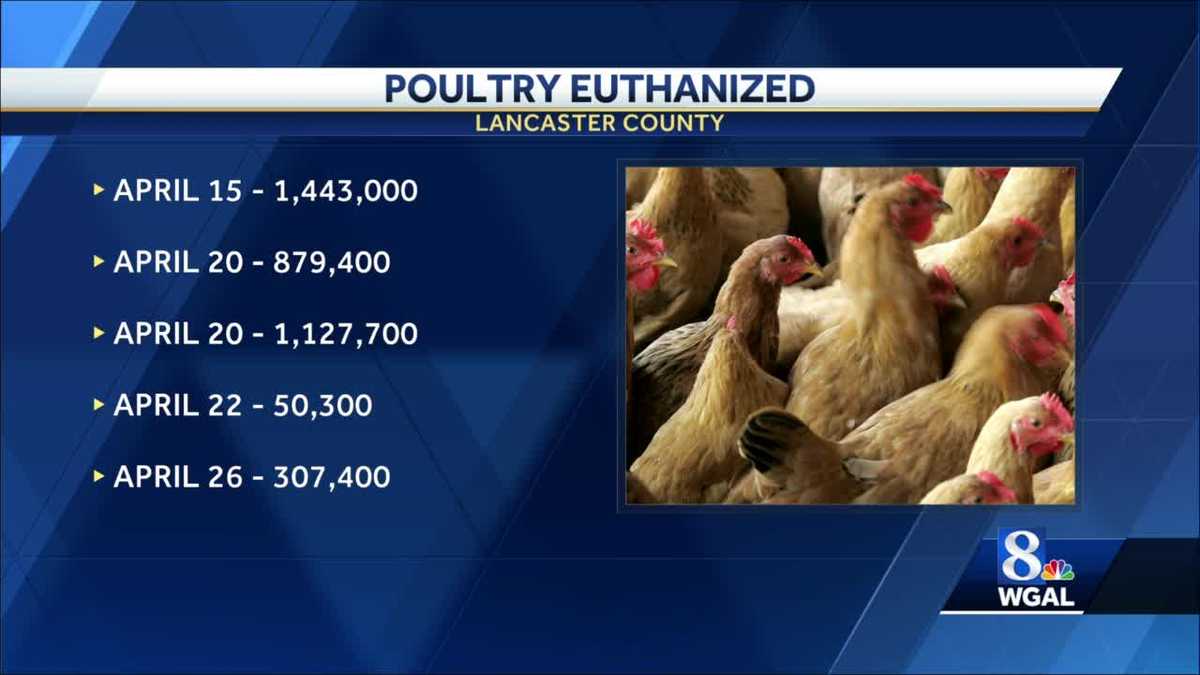 La grippe aviaire confirmée dans un cinquième établissement du comté de Lancaster