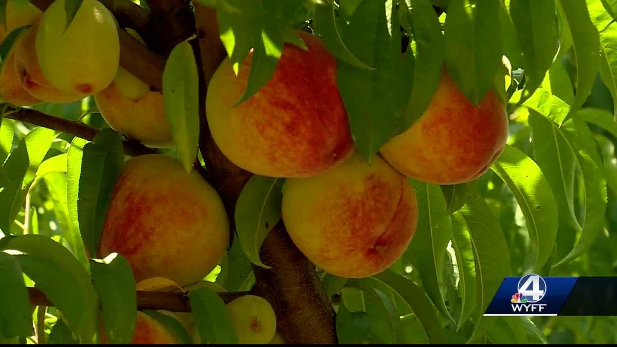 A warm February and freeze in March impact Upstate peach crops