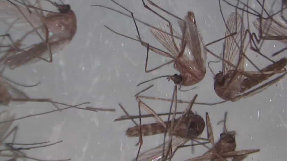 Orange County to use aerial spraying in multiple areas to control mosquitoes