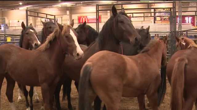 Horses are being found dead as feds are rounding them up to control overpopulation - Vimarsana News