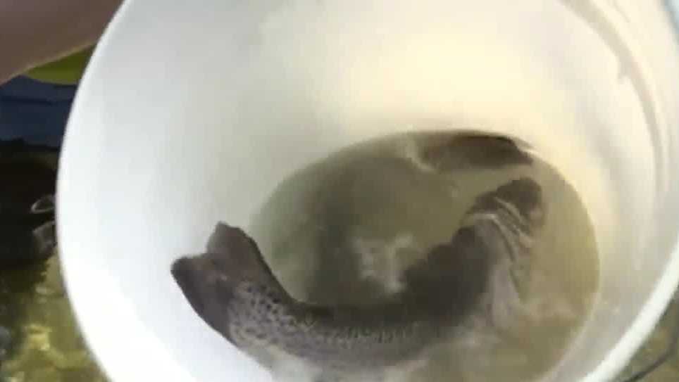 Lake Champlain Management Cooperative provides updates on fish species