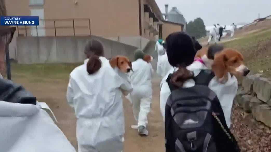 Animal rights activists break into Dane Co. beagle farm, 27 arrested - WISN