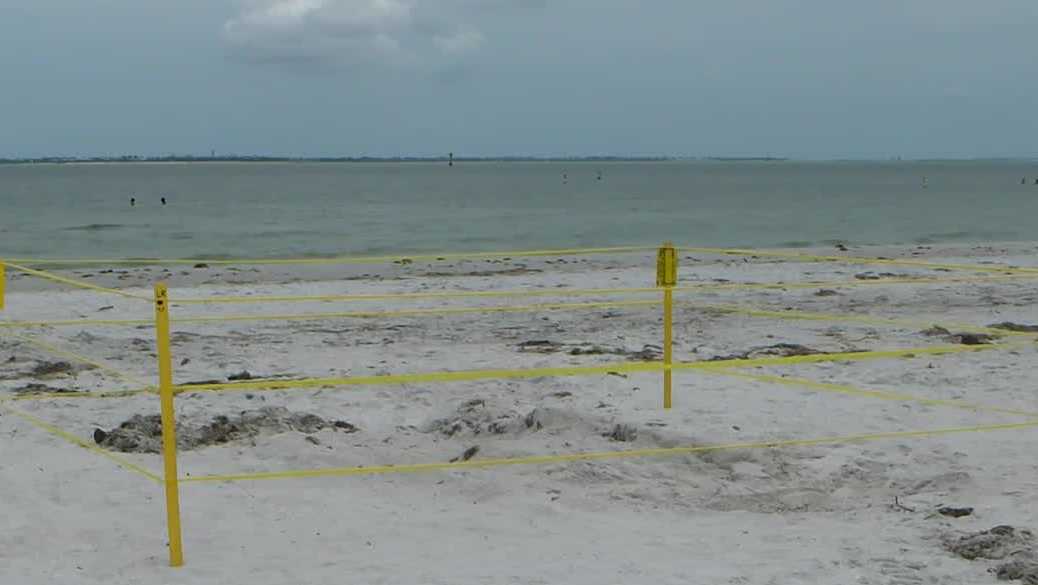 Sea turtle nesting season shows promise in Lee County despite challenges