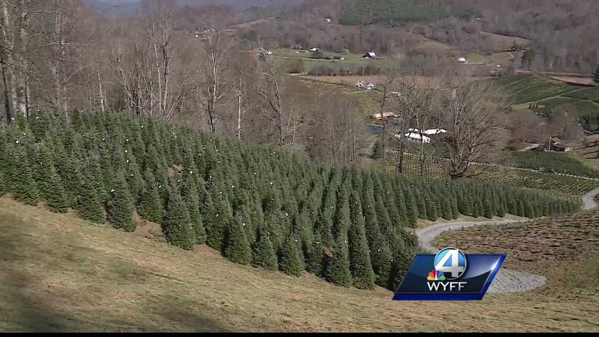 Christmas tree season kicks off Friday for one WNC farm
