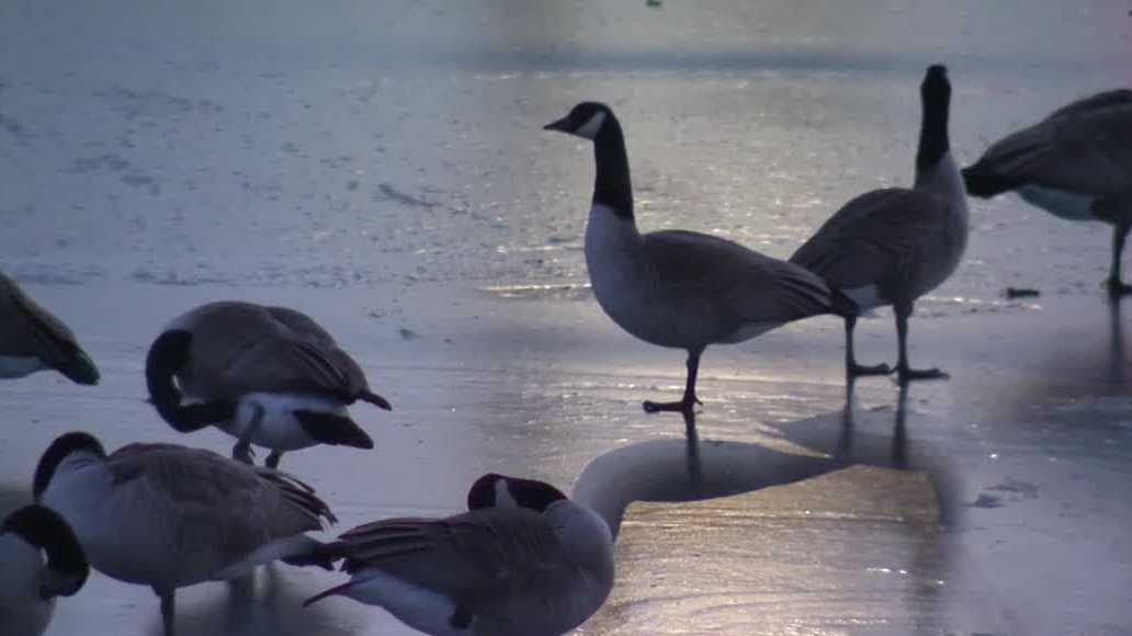 Iowa bird rehab overwhelmed by avian flu calls
