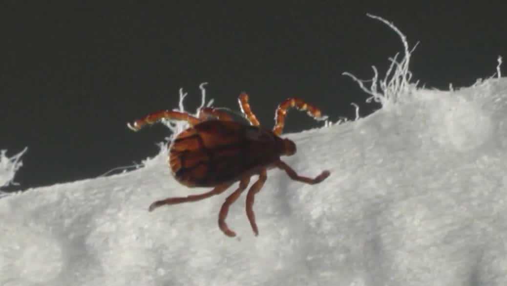 UNH awarded $8M grant to study ticks