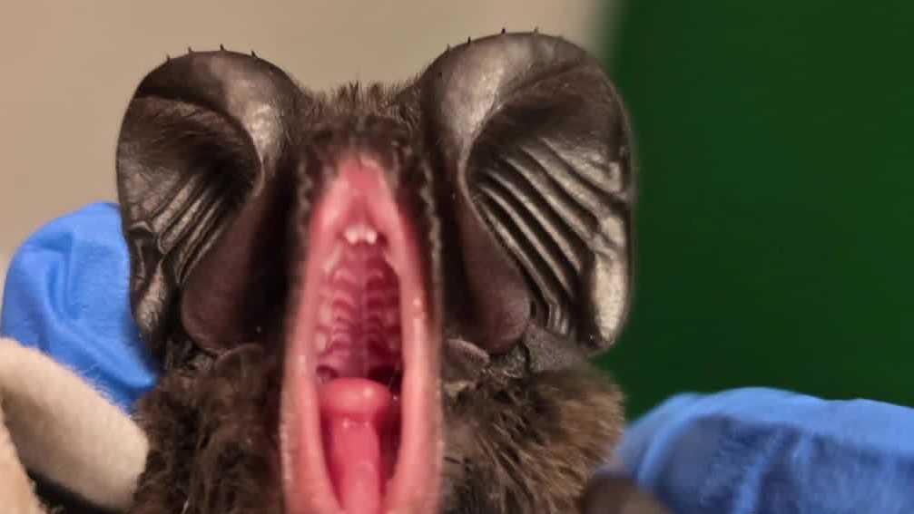 Wildlife experts say first free-tailed bat ever recorded in Nebraska was found in a tree