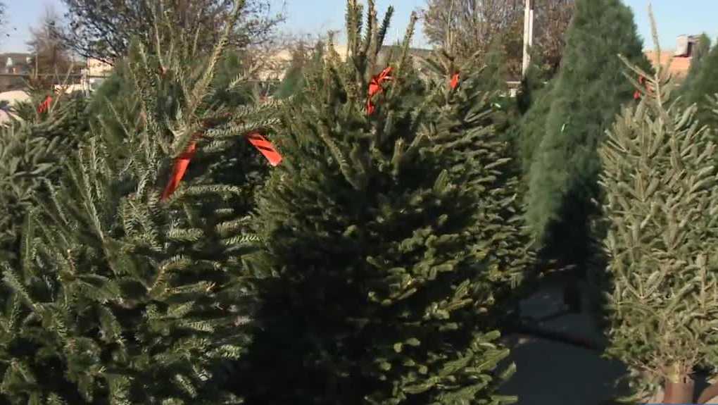 Christmas tree lot in Jeffersonville now open for the season