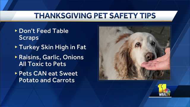 Tips to keep your pets safe this Thanksgiving - Vimarsana News