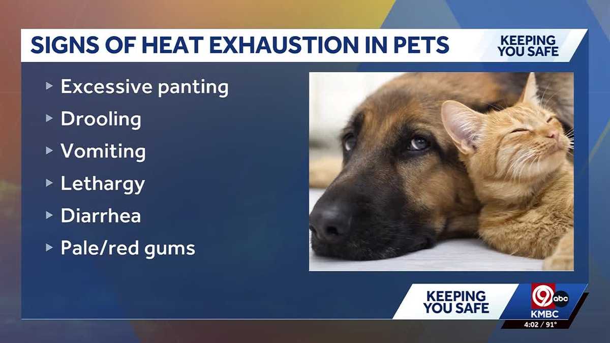 Kansas City heat safety: Here's how to protect your pets during summer temperatu...