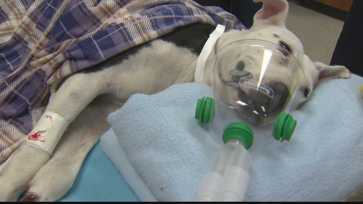 Dog jumps 200 ft. off Parkway East, vet hopes owner steps forward