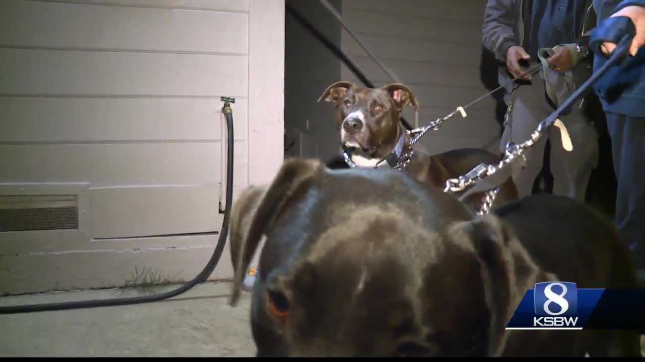 'Please stop shooting our dogs': Santa Cruz couple says someone is shooting their dogs with airsoft guns - Vimarsana News