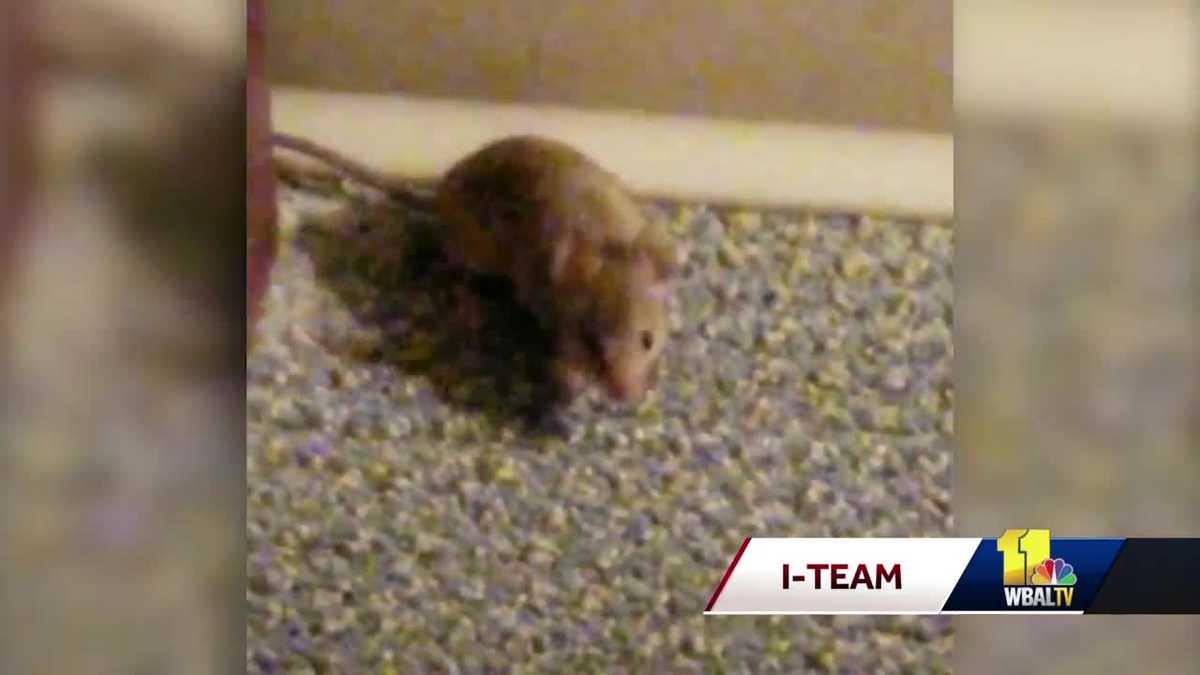 Health officials investigate complaints of mouse infestation at ...