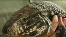 tegu lizard
