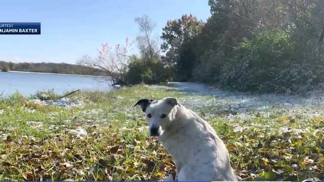 Missing dog found nearly four years after wandering away - Vimarsana News