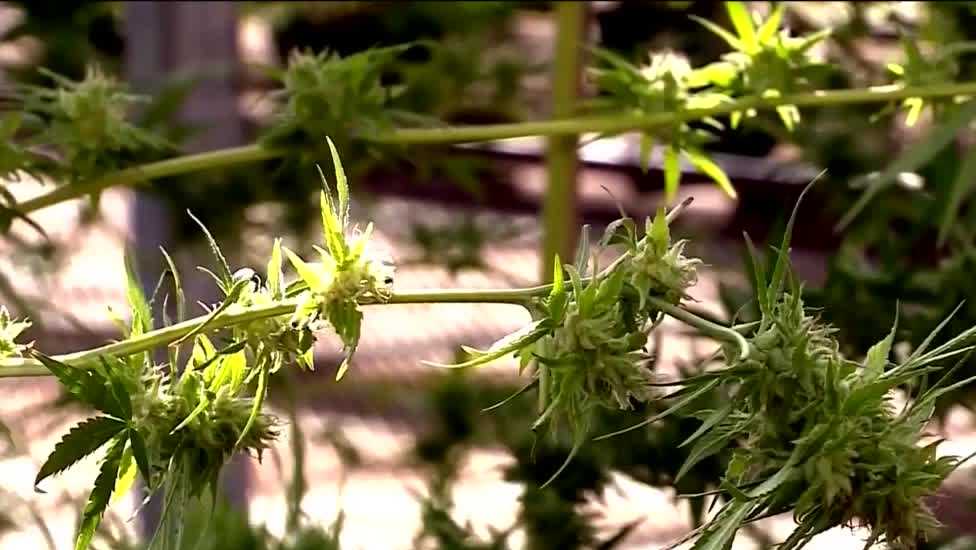 Arkansas officials OK signatures for marijuana initiative - Vimarsana News