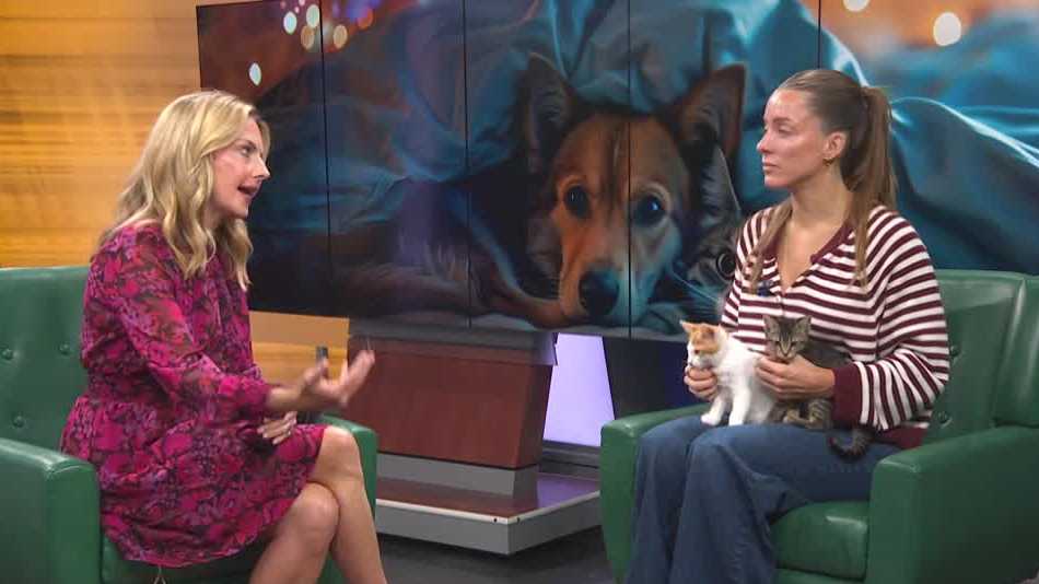 'Stay away from windows': Tips for keeping pets safe on the Fourth of July