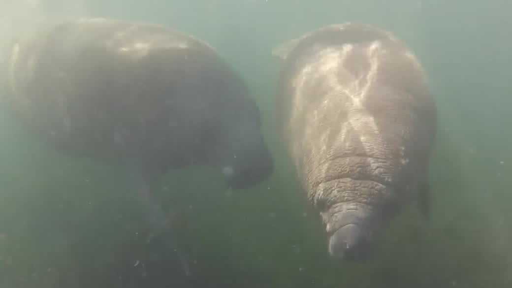Manatees draw attention in Florida as cold temperatures set in