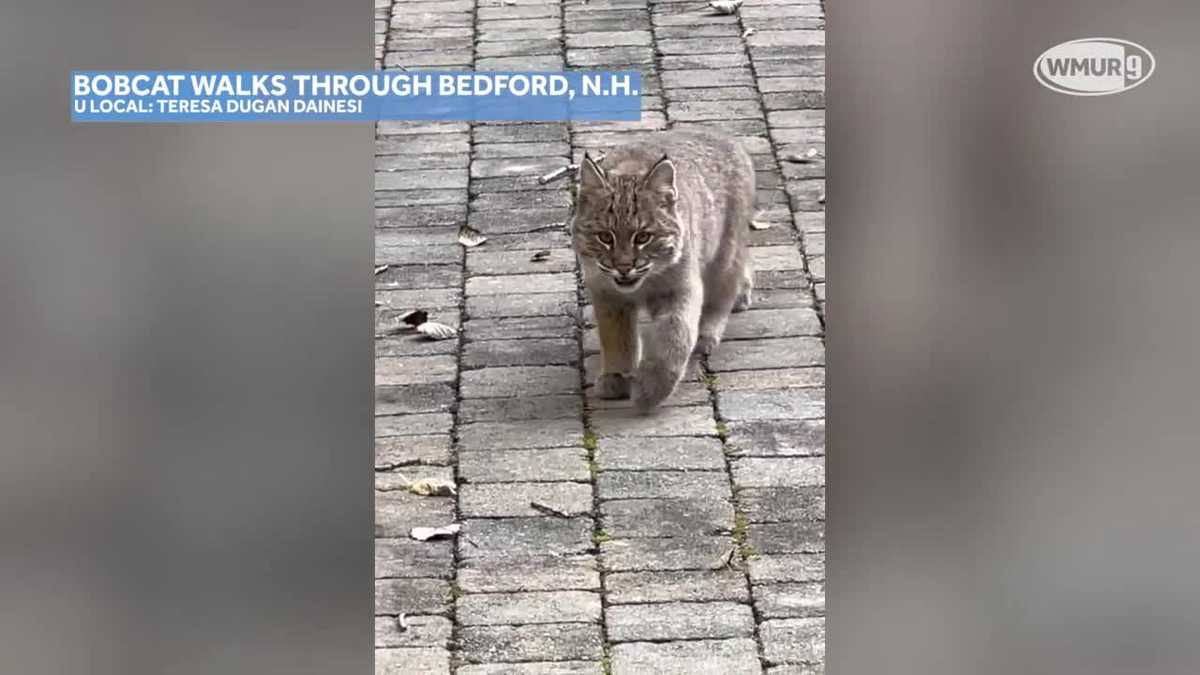 Young bobcat walks through yard in Bedford, NH