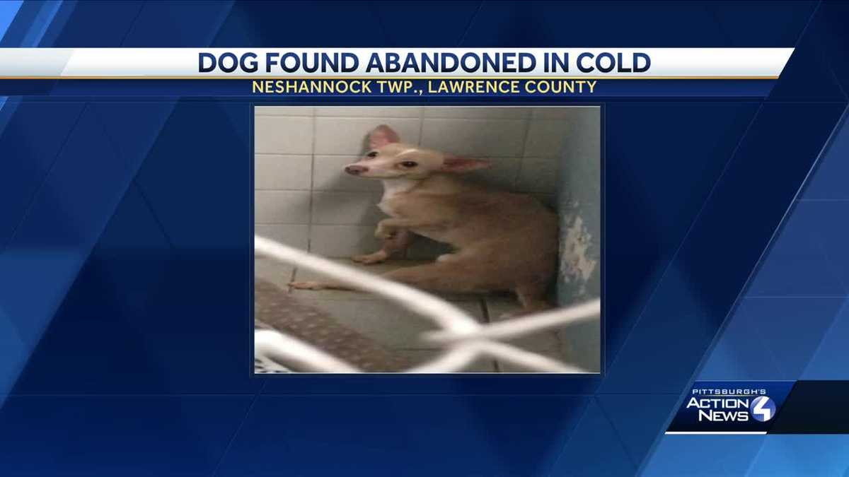 Dog found abandoned in the cold in Lawrence County
