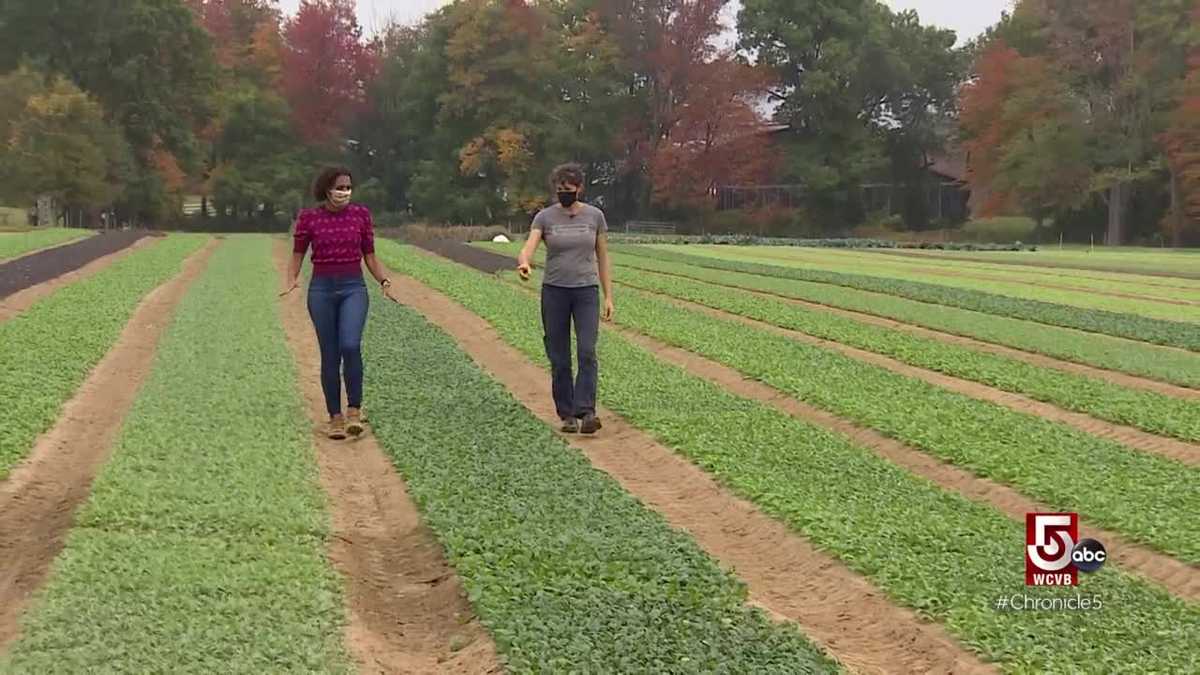 Harvesting ginger and turmeric in Hampshire County