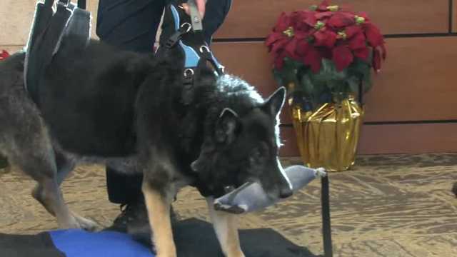 St. Francis police K9 to be awarded Animals in War and Peace Distinguished Service Medal - Vimarsana News