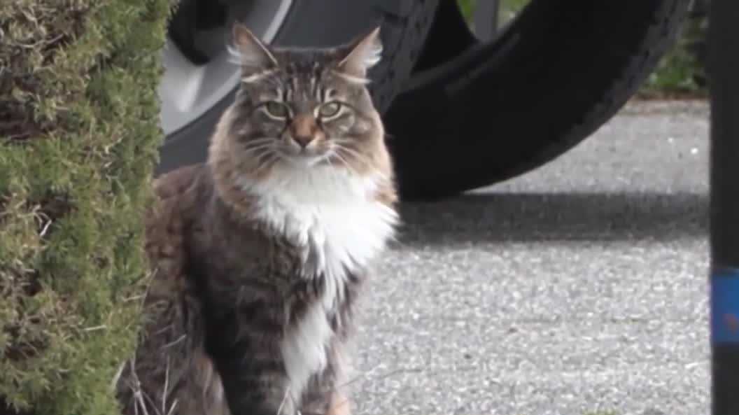 'Flaunts his recklessness toward the law': Cat crosses U.S.-Canadian border daily