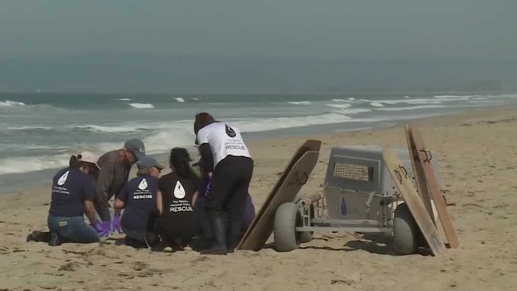 Marine Mammal Center prepares for surge in sick sea lions amid El Niño ...