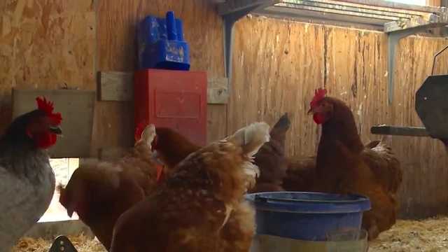 Ankeny City Council considering allowing backyard chickens - Vimarsana News