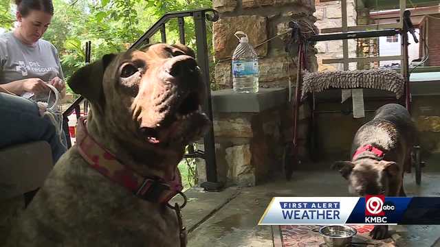 Groups working to keep pets safe from Kansas City's heat - Vimarsana News