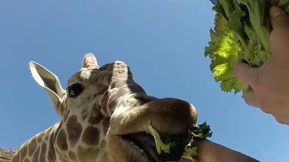 GoPro video takes you inside giraffe feeding