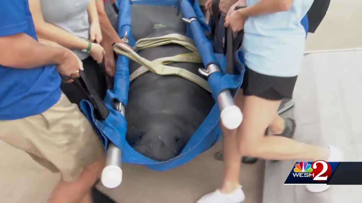 Jacksonville Zoo rehabs manatee found injured in Daytona Beach