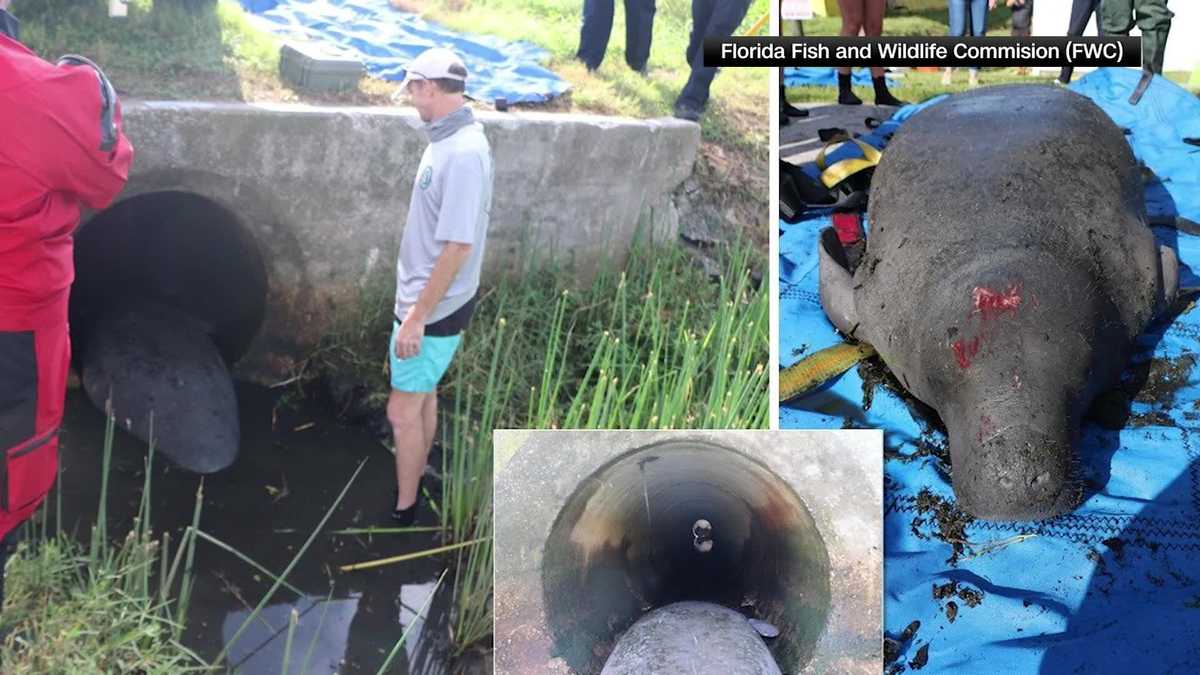 Crews rescue manatee from Florida drainage pipe