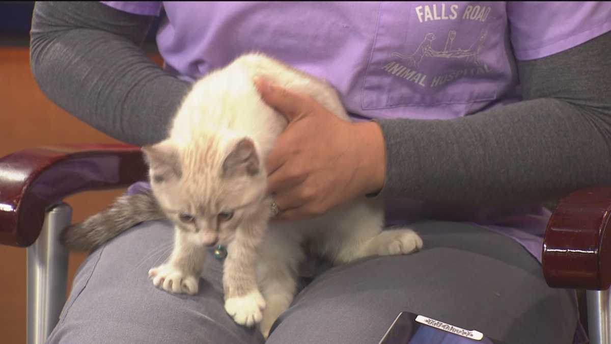 It's all about the cats! Tucker's (broken) tail