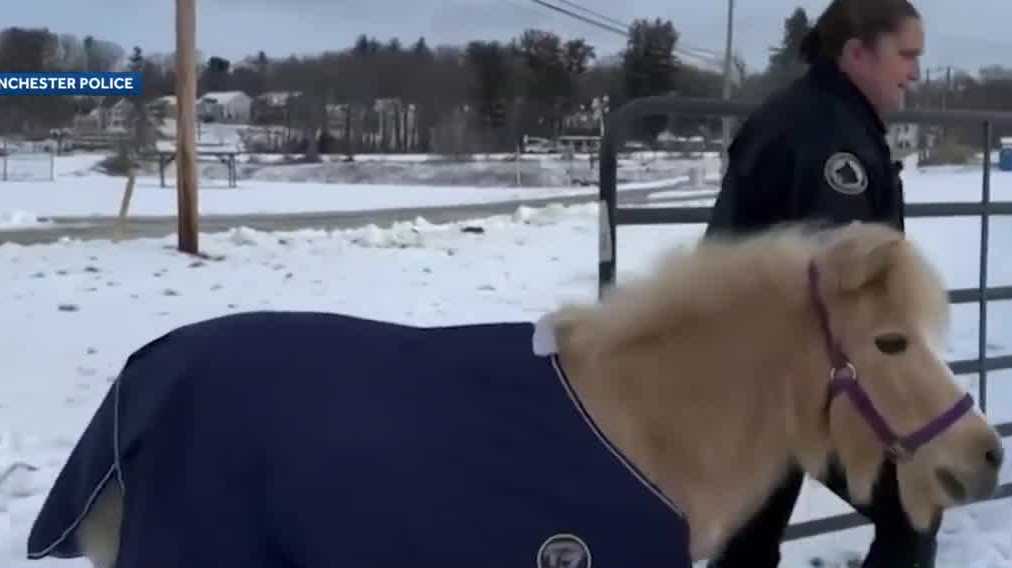 Comfort pony Eddy retiring after two years on police force in New Hampshire