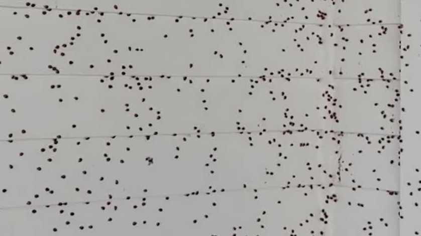 Thousands of Asian Lady Beetles swarm Vermont homes - WPTZ