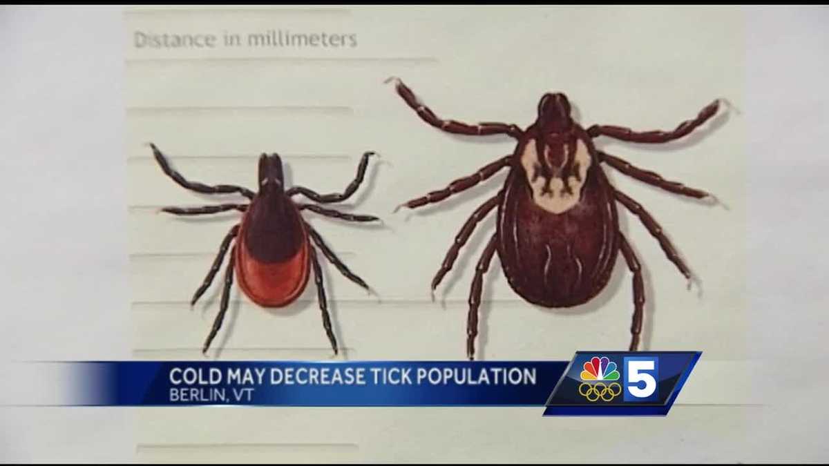 Frigid temperatures may decrease tick population
