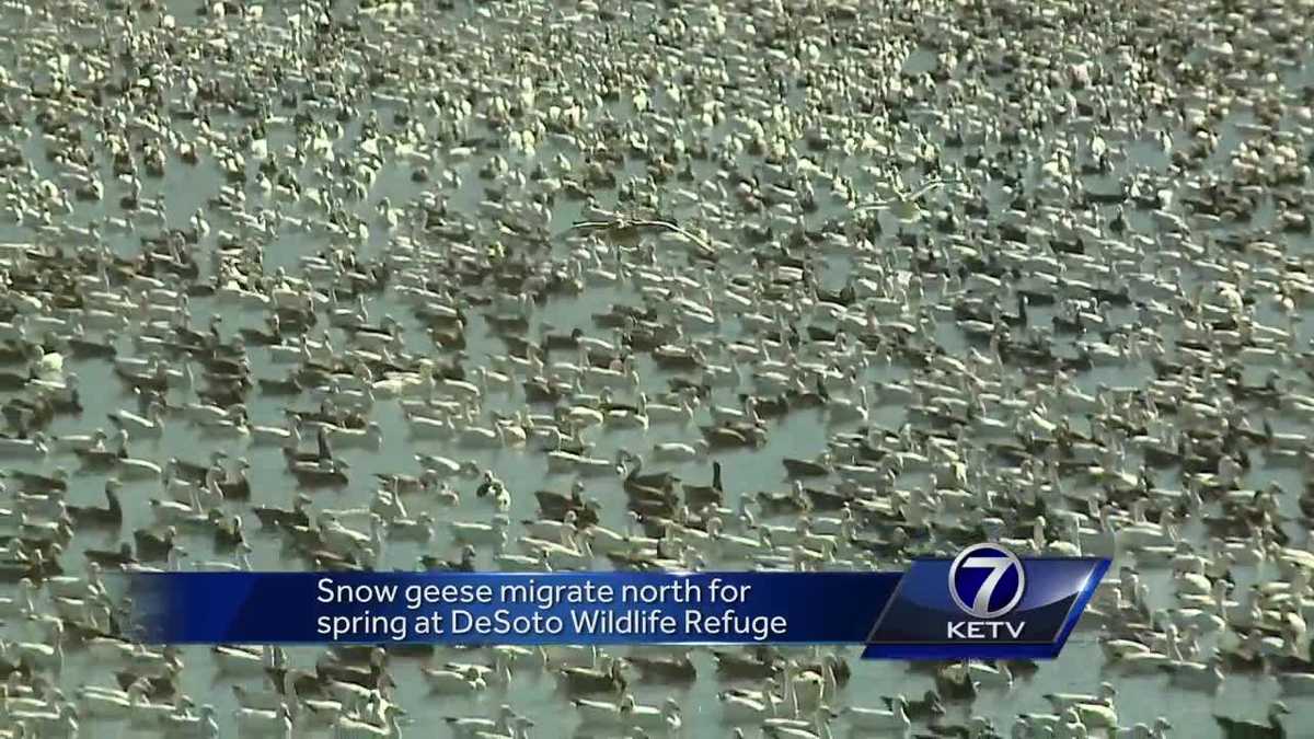 Snow geese migrate north for spring at DeSoto Wildlife Refuge