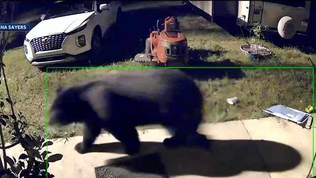Lake County community dealing with bear intruders - Vimarsana News