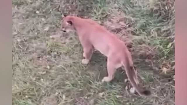 Mountain lion sightings are still considered rare in Iowa - Vimarsana News