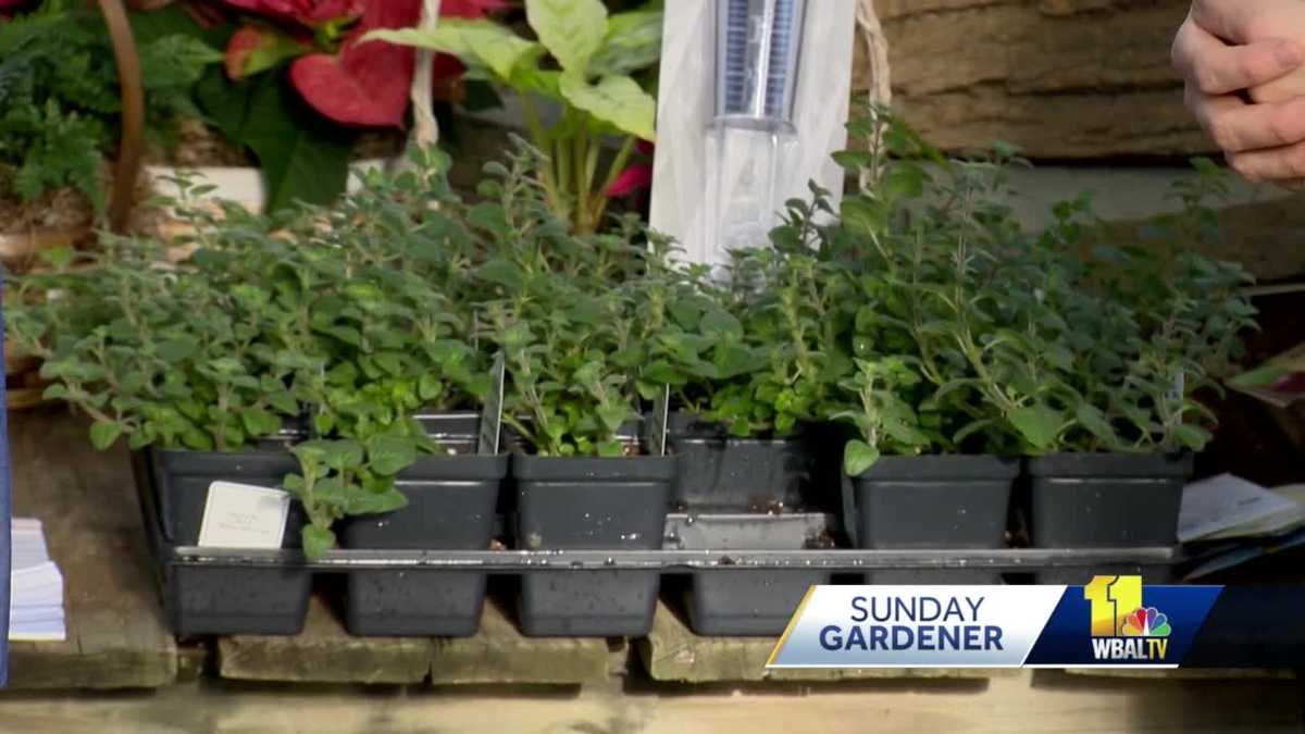 Sunday Gardener: New Year’s gardening resolutions