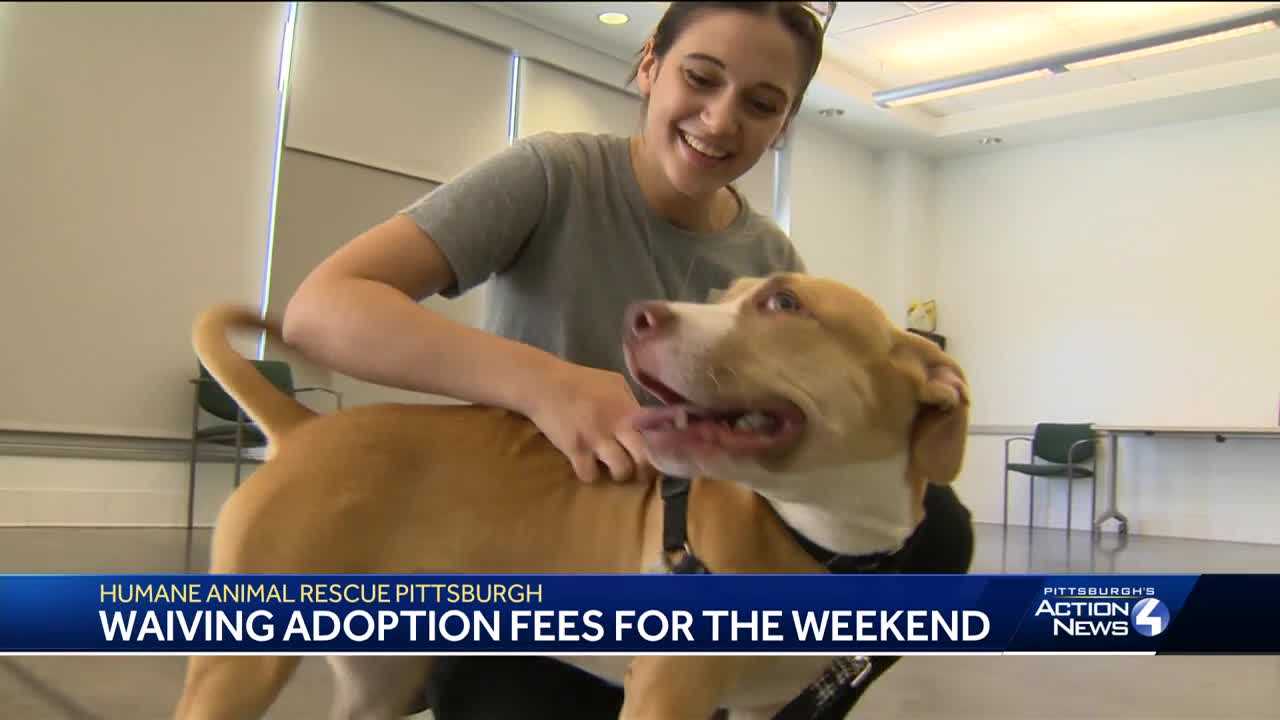 Pittsburgh Humane Animal Rescue adoption fee prices slash