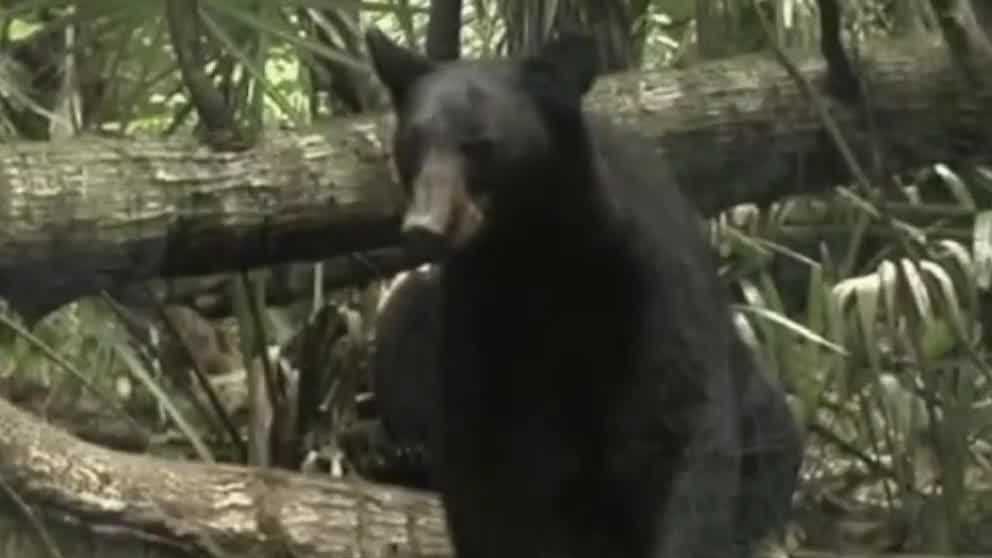 Florida’s first black bear hunt in nearly a decade ends amid ongoing controversy