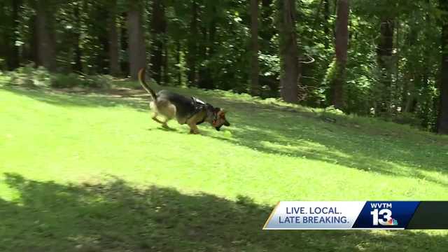 Talladega Co dog trainer accused of animal cruelty - Vimarsana News