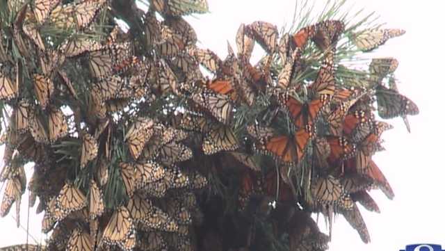 Butterfly population continues to grow in California - Vimarsana News
