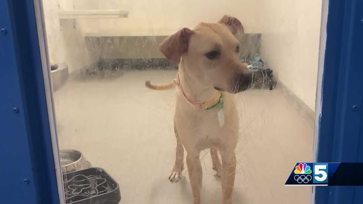 Dogs seized from A Canine Gem will be ready for adoption soon ...