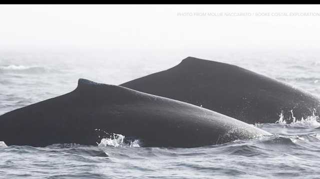 Pair of humpback whales faces off with large pod of orcas - Vimarsana News